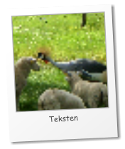 Teksten